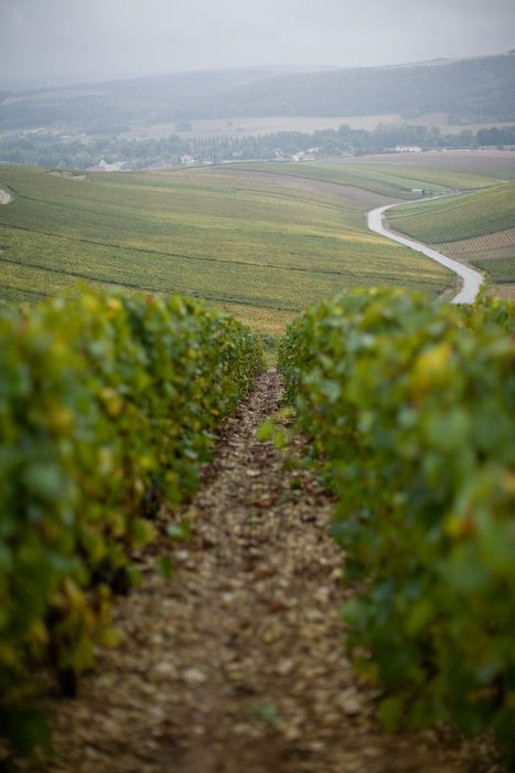 vignes de la Famille MOUTARD