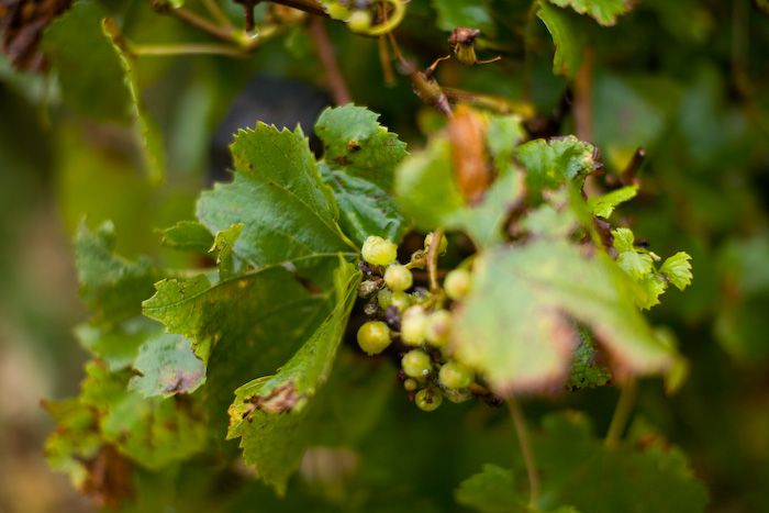 Weinstock der Familie MOUTARD