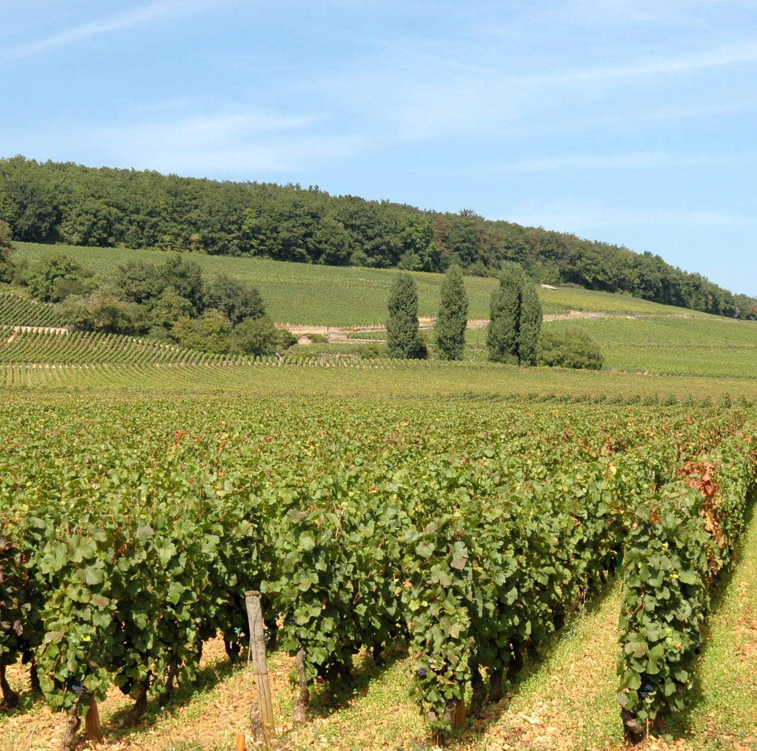 vignes de la Famille MOUTARD