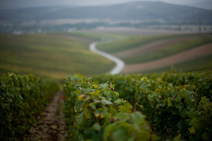 Weinstock der Familie MOUTARD