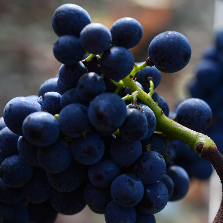 Burgundy grape