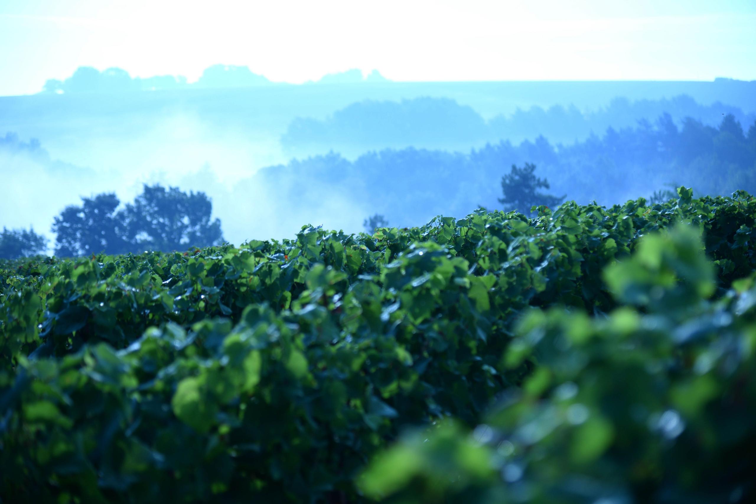 Terroir della borgogna