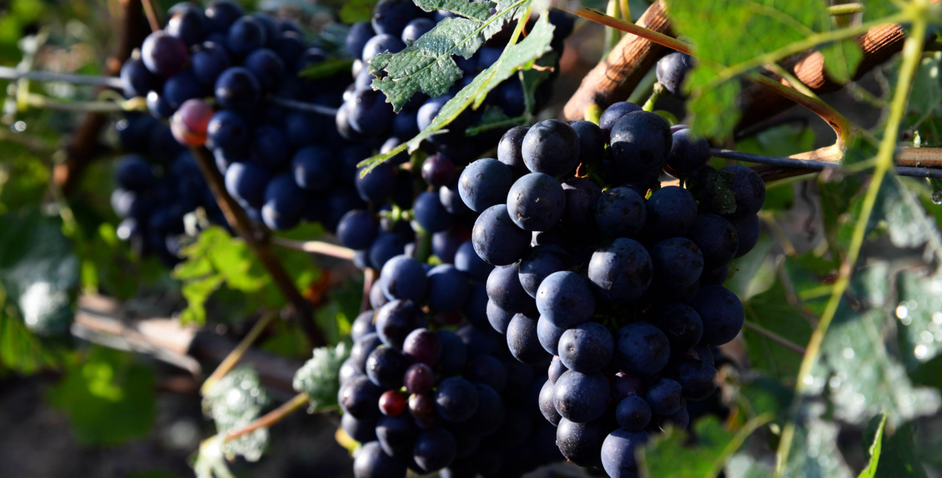 MOUTARD family grapes