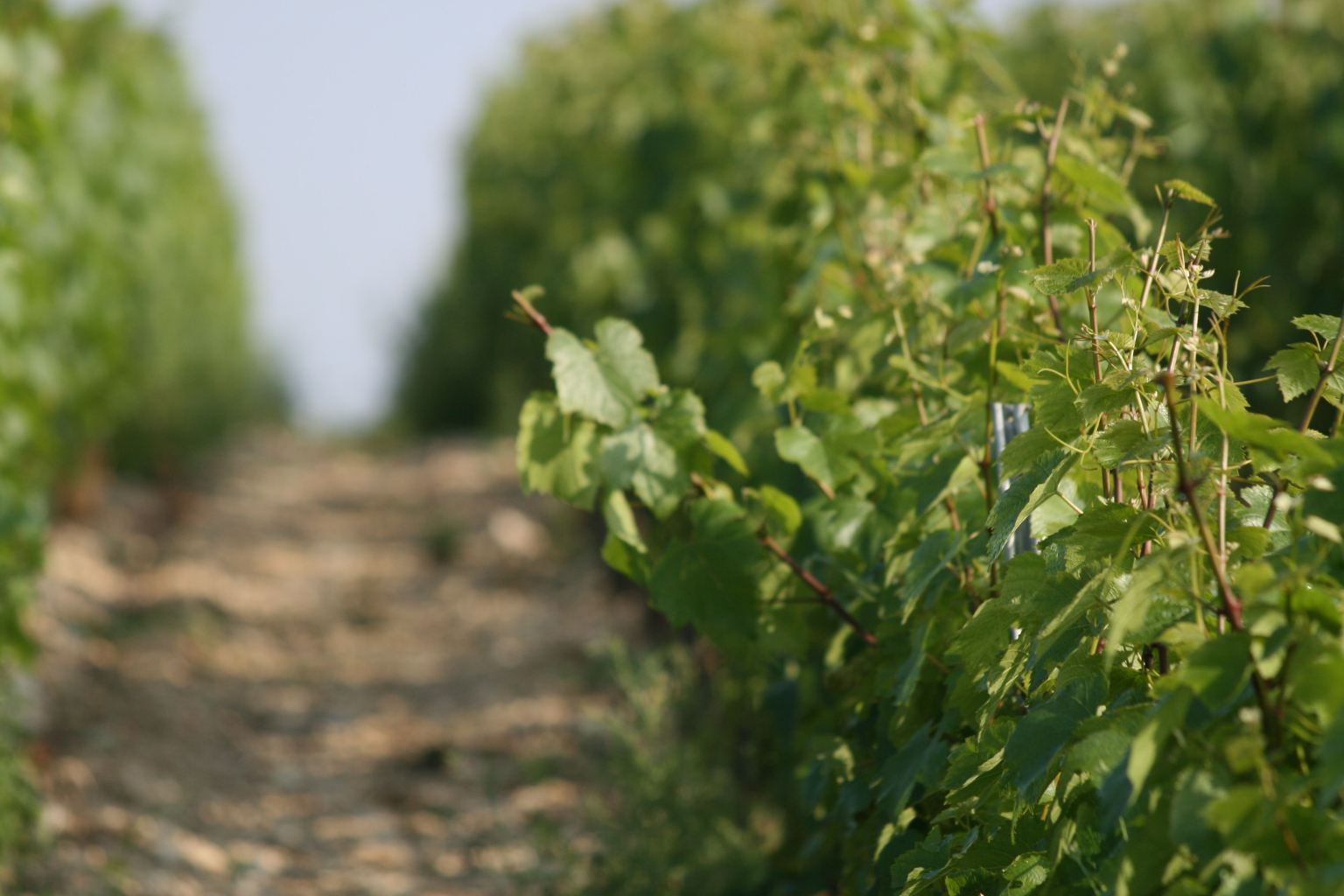 vignes de la famille MOUTARD<br />
 