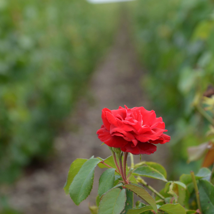 MOUTARD vine blossom