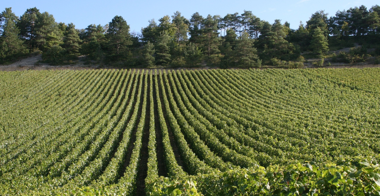 wijngaarden van Bourgogne