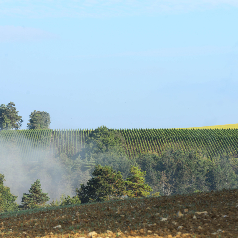 Wijngaard van bourgogne