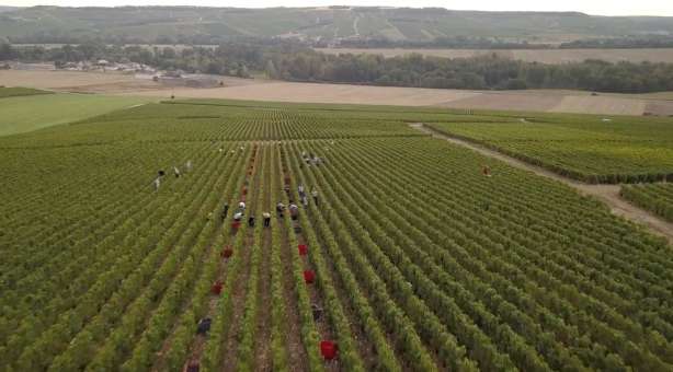 Wijnoogst in de Champagne 2018