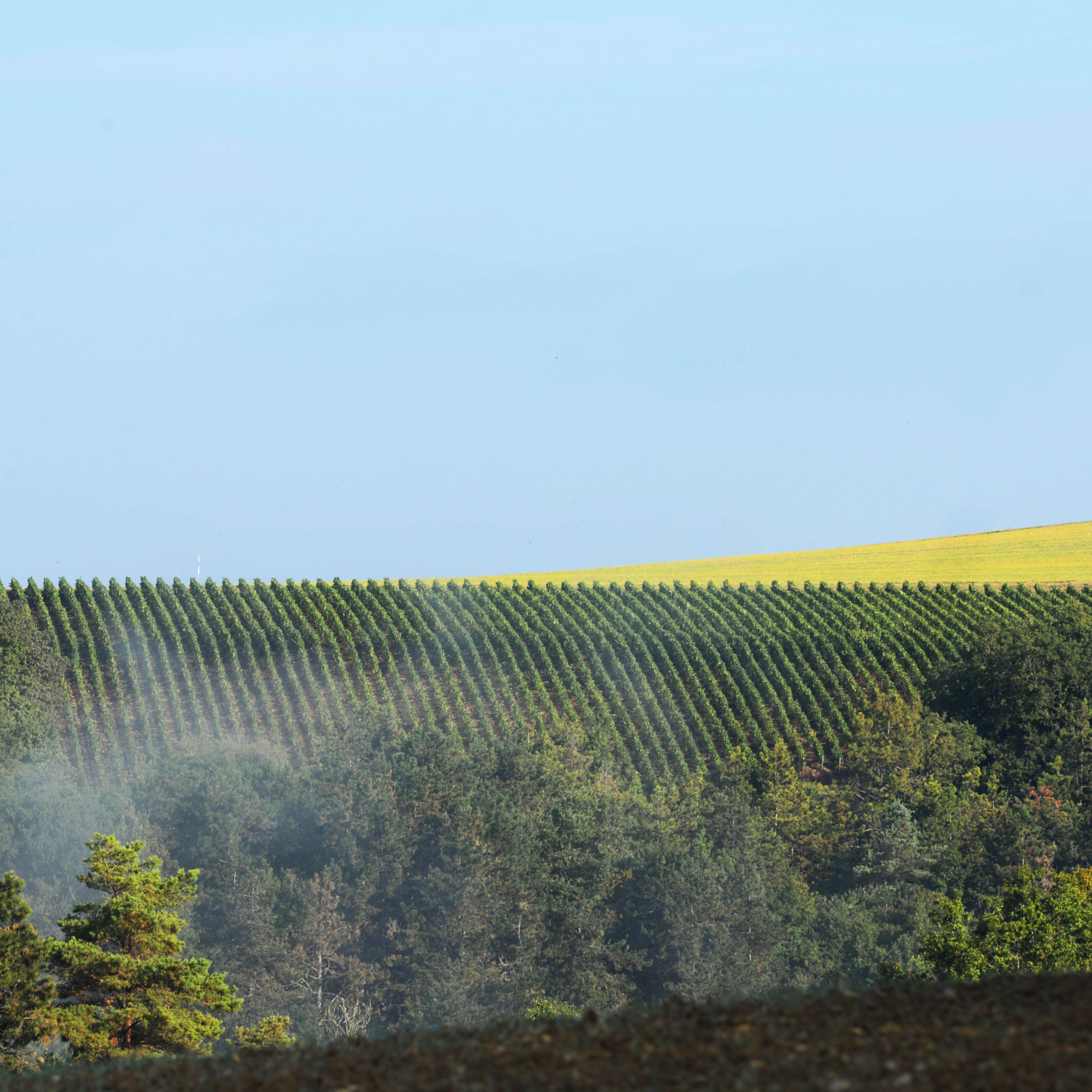 Vignes de la famille MOUTARD