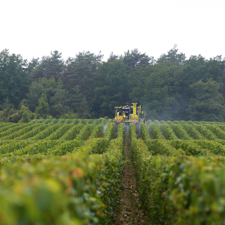 Vignes en champagne