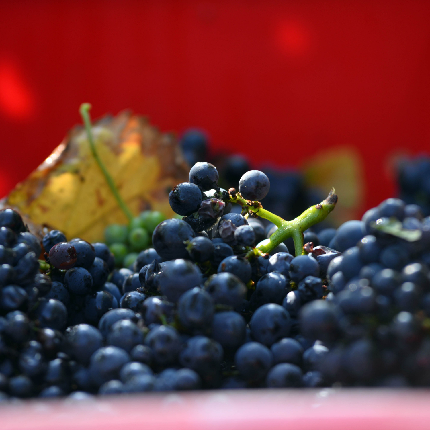 raisins rouge en champagne