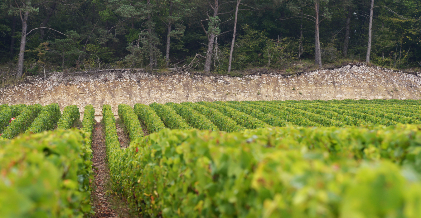 MOUTARD Champagne vines