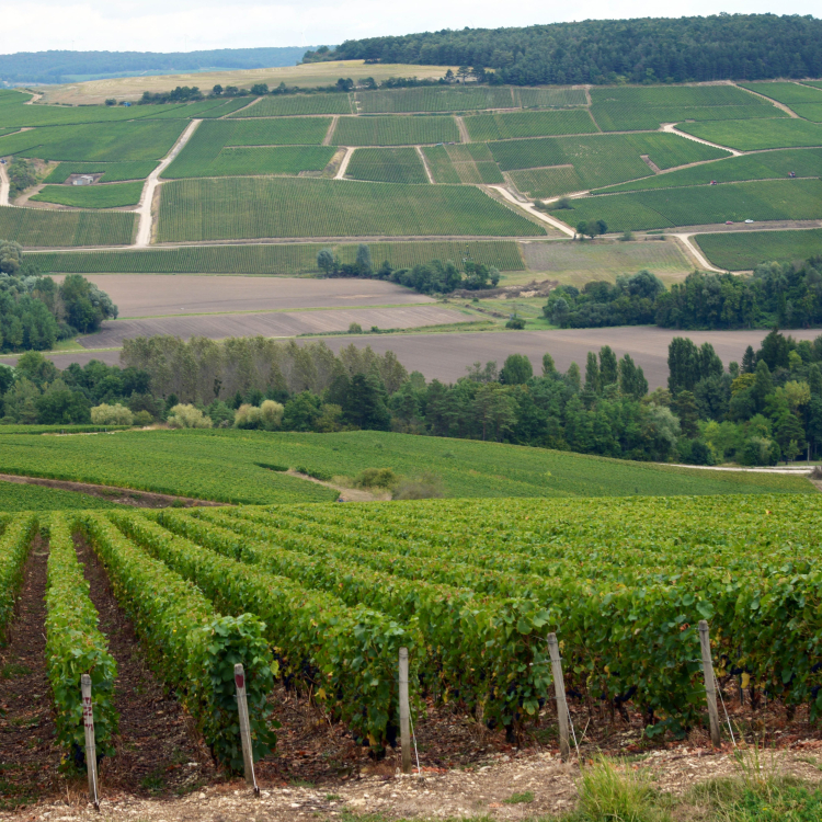 vignes MOUTARD