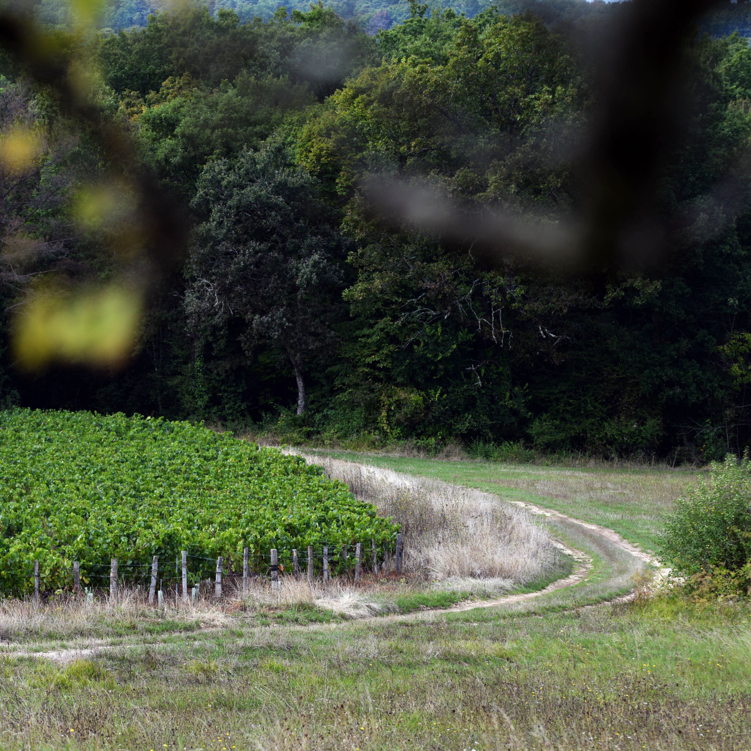 Burgundy vine