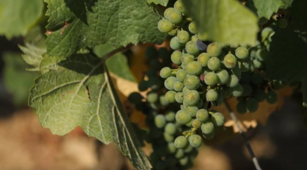 Grape varieties and terroir