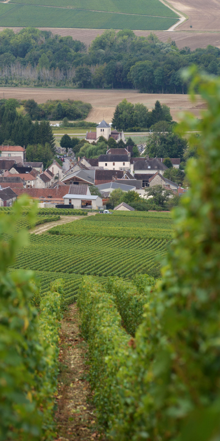 vignes de la Famille MOUTARD